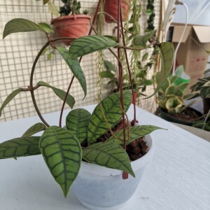 姗姗花卉 淡味球兰大苗 西瓜皮纹理 室内攀爬绿植盆栽