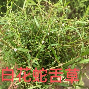 (《江西草药》)12,治蛇咬伤,毒虫咬伤:鲜蛇莓草,捣烂敷患处.