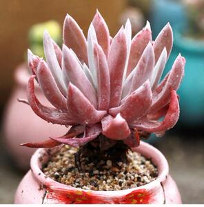 御剑仙女杯老桩