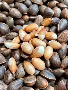 包邮松子腾冲马尾松野生火烧松500克云南特产腾冲特产德宏特产