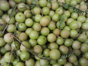 包邮橄榄滇橄榄新鲜橄榄野生小橄榄1000克水果云南特产德宏特产