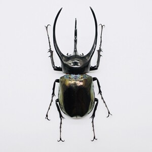 高卡萨斯南洋大兜虫超大cc甲虫chalcosoma caucasus原虫标本009