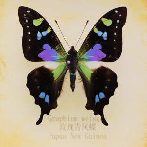 玫瑰青凤蝶 graphium weiskei 原蝶标本