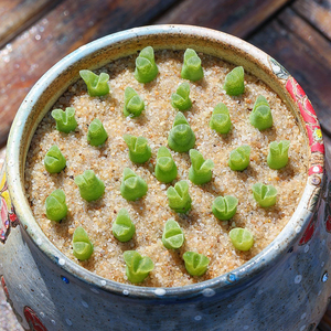 多肉植物 肉锥 冰风铃玉 萌肉盆栽多肉花卉
