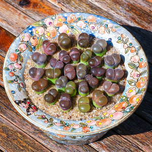 多肉植物 风铃玉 肉锥草莓风铃  萌肉盆栽