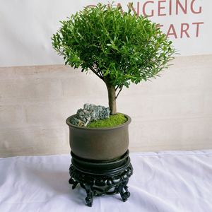 金丝楠盆景花卉绿植盆栽北京艺术教师节礼品包邮室内观叶净化赤楠