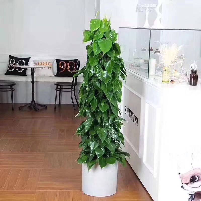 540人付款淘宝心叶藤绿萝小叶绿萝绿植花卉室内绿植盆