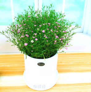 满天星花卉绿植盆栽室内室外阳台草花春天短期植物观花包邮北京送