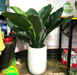 绿巨人盆栽绿植花卉室内绿植花卉大叶植物净化耐阴吸甲醛植物好养