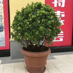 黄杨盆栽冬青北海道北方越冬植物室外抗寒北京送货上门好养篱笆大