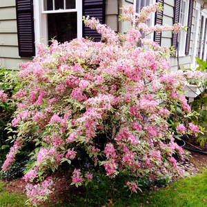 花叶锦带树苗盆栽五彩庭院耐寒花苗北方户外花树植物花灌木