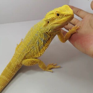 鬃狮蜥蜴宠物活物入门级幼体苗子活体活的爬宠鬃蜥松狮蜥红系柑橘