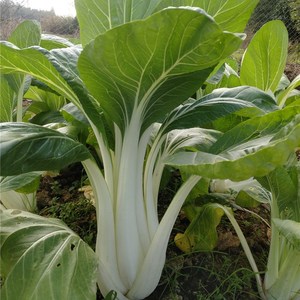 长杆白菜5斤安徽农家新鲜蔬菜高杆青菜腌菜开胃小菜大棵趣味 包邮