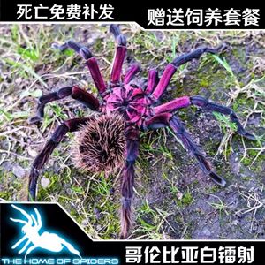 哥伦比亚梦幻白镭射9-12厘米母宠物蜘蛛活体高端南美大型地栖x属