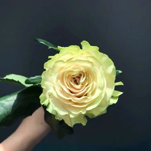 超新品 琉璃翠进口切花苗盆栽地栽卷芯大花多季开花抗病耐寒月季