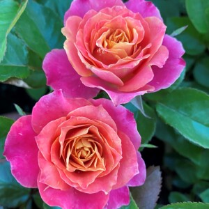 彩橙泡泡多头三色玫瑰开花颜色因季节变化盆栽小苗带土发货月季花