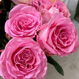 切花玫瑰布加迪粉大花卷边月季花苗绿植带土发货庭院盆栽