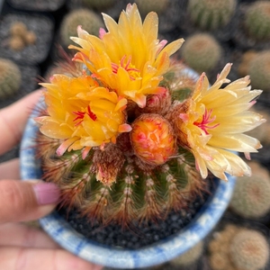 南国玉开黄花仙人球多肉植物窗台易开花仙人掌室内桌面防辐射盆栽