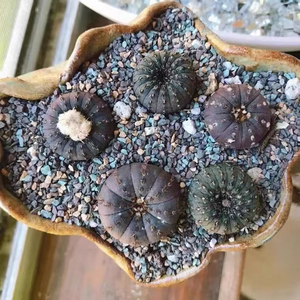 43tb5043566073淘宝6-实生艳肌士童仙人球