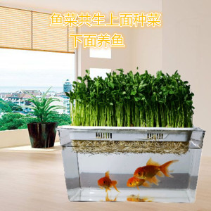 鱼菜共生种植箱透明金鱼缸创意生态水族亚克力微型缸造景水培植物