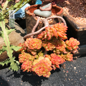 一物一拍 黄金蜡牡丹老桩多肉植物多头大颗悬崖桩绿植绿色精品好