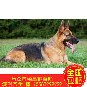 纯种德牧幼犬活体黑背狼狗宠物狗狗德国牧羊犬小狼狗活体幼崽警犬