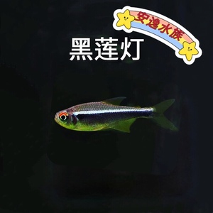 黑莲灯鱼黑灯管小型观赏鱼草缸黑灯活体淡水群游黑莲灯鱼霓虹灯鱼
