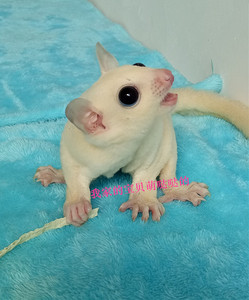 可爱纯白色蜜袋鼯宝宝 飞鼠 蜜袋鼠活体 温顺迷你 萌宠 母/mm