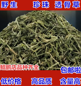 中药材 野生透骨草 中草药珍珠透骨草 透骨草粉泡脚 新鲜 500g克