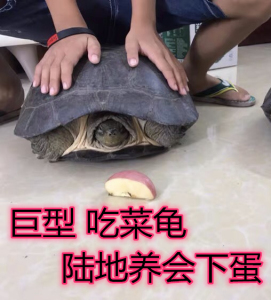 陆地巨型特大吃菜龟活体宠物小乌龟活体龟粮饲料下蛋