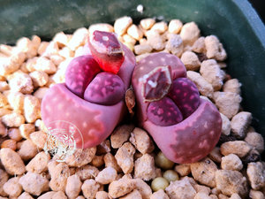 【种】生石花 red-violet 紫苑 紫福来 10粒 50粒 100粒