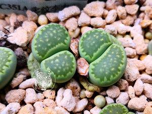 【种】多肉 生石花 李夫人  c351a 绿李夫人 孔雀石 20粒 100粒