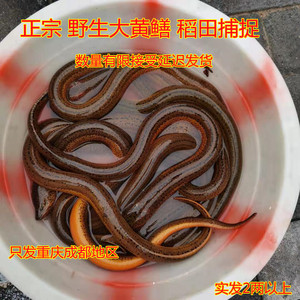 土黄鳝鲜活水鳝鱼食用蛇鱼长鱼重庆稻田水产鳝段鳝片盘鳝2两以上