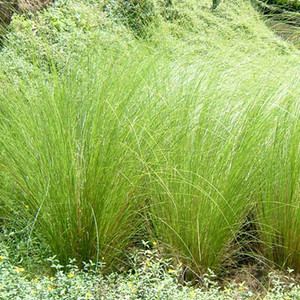 海地岩兰草精油