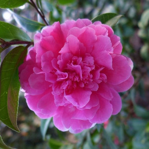 黛比茶花盆栽云杂名贵品种又名新西兰冠军稀有紫粉色庭院绿植花卉