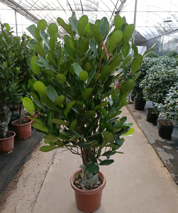 高档台湾福木庭院绿化树苗室内客厅阳台盆栽新奇绿植四季常青植物