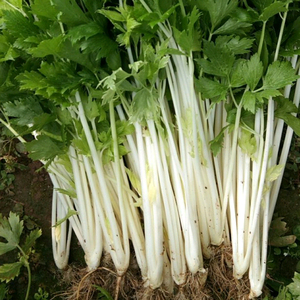 四川白芹菜