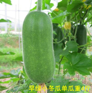 早绿小冬瓜种子 早熟高产杂交青皮小冬瓜种子 碧绿小节瓜种子