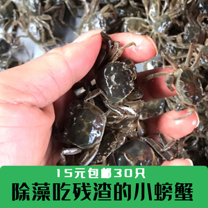 淡水蟹苗观赏小螃蟹河蟹狗头河豚乌龟宠物蟹深水蟹活体爬宠迷你蟹