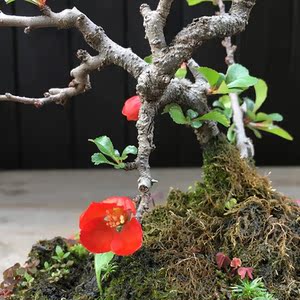 八重咲姬小町红花一号长寿梅盆景微小品盆栽微型 观花观果