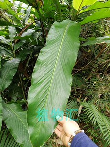 大叶山姜 野生姜 土豆蔻 现挖姜块根 药用多年生常绿大型植物