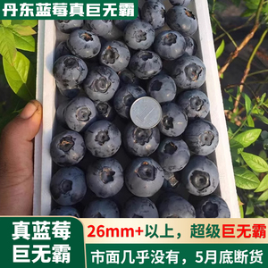 26mm+丹东蓝莓王巨无霸24+ 新鲜果应季水果现摘孕妇特大果顺丰