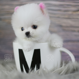 00tb852864052淘宝纯种茶杯犬博美幼犬活体小型犬俊