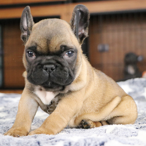 纯种法国斗牛幼犬 红牛 红色 伴侣犬 生活犬 小方体  两月龄 北京