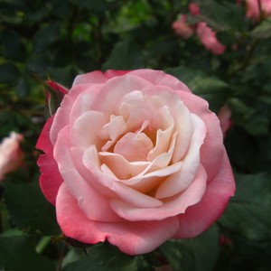 喜地园艺 藤本樱霞月季玫瑰花苗庭院阳台盆栽花卉