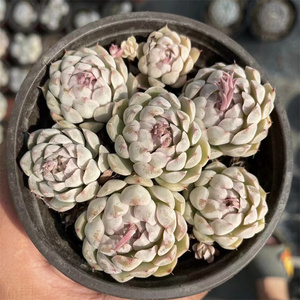 墨西哥姬莲多肉植物一物一拍群生手捧花多肉姬莲杂交小包子超萌