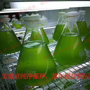 小球藻藻种水产养殖肥水培藻绿藻绿水藻种净水培养基海水淡水藻