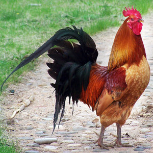 农家散养老公鸡 农户杂粮喂养3年土公鸡孕产后一周炖汤补 现杀