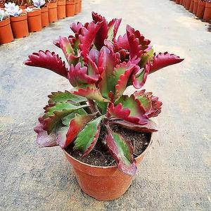 朱莲多头多肉良木花舍阳台窗台植物花卉盆栽吸甲醛防辐射净化空气