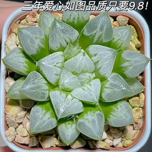 00tb9821282淘宝爱心寿多肉植物稀有心型叶十二卷玉露好养美观办公